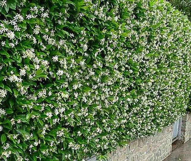 Rhyncospermum jasminoides 